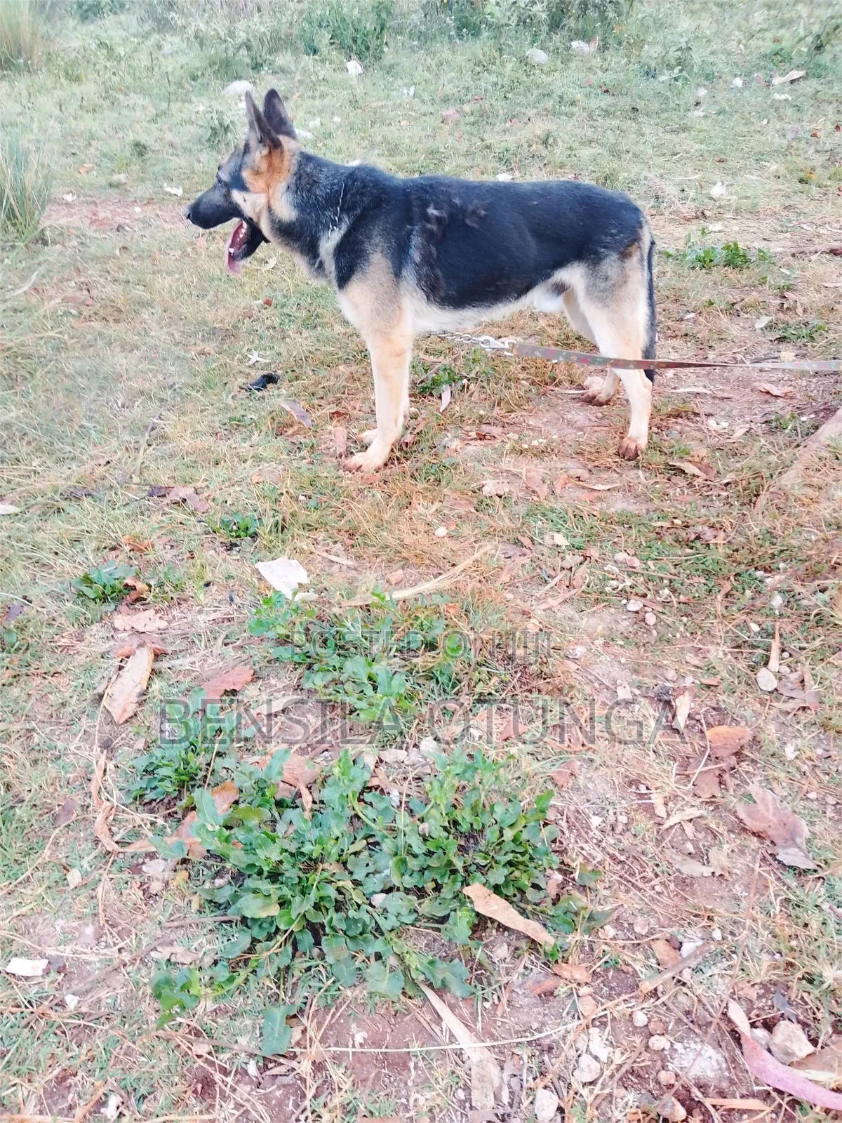 6-12 months Male Purebred German Shepherd