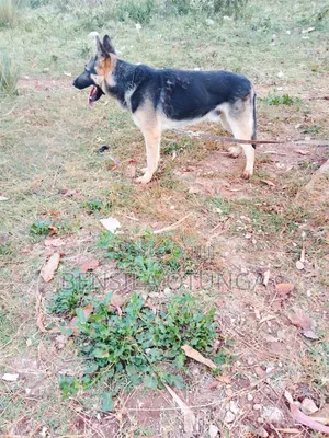 6-12 months Male Purebred German Shepherd