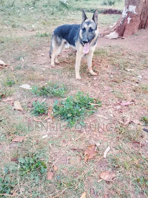 6-12 months Male Purebred German Shepherd