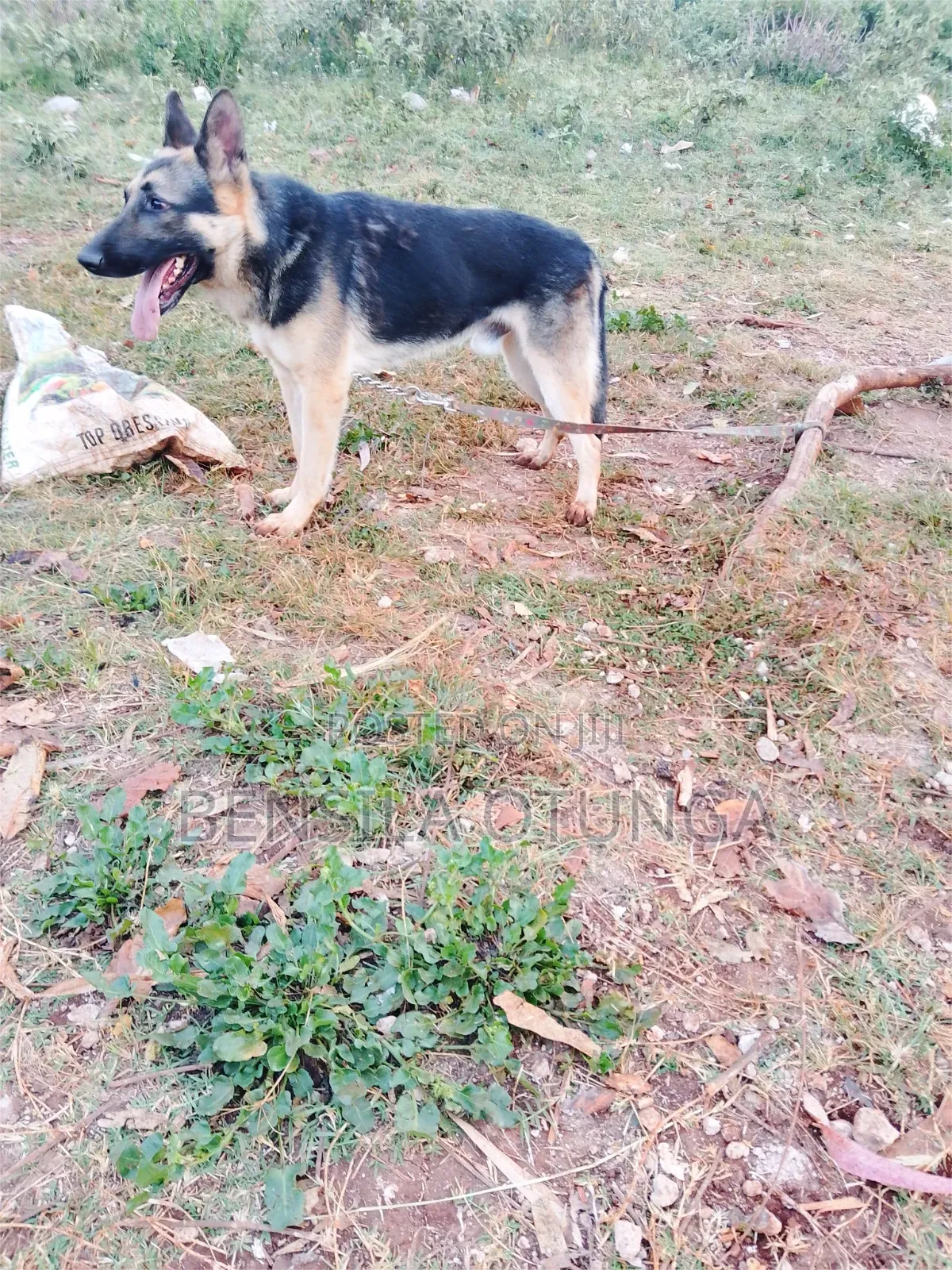 6-12 months Male Purebred German Shepherd