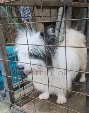6-12 months Male Mixed Breed Maltese Shih Tzu