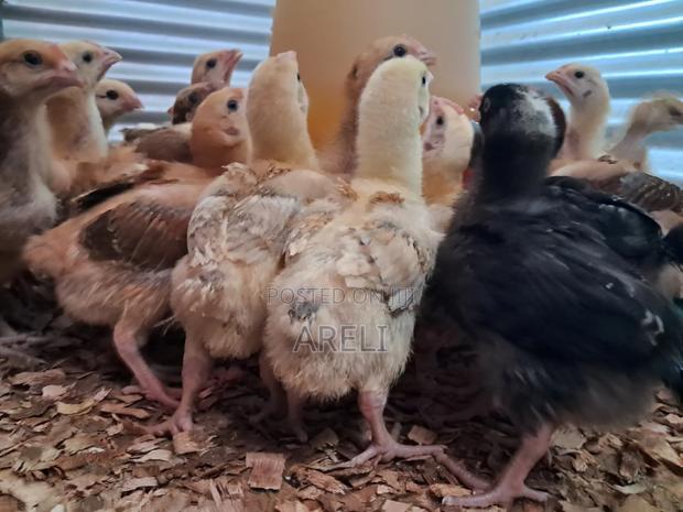 Improved Kienyeji Chicks - thumbnail 2