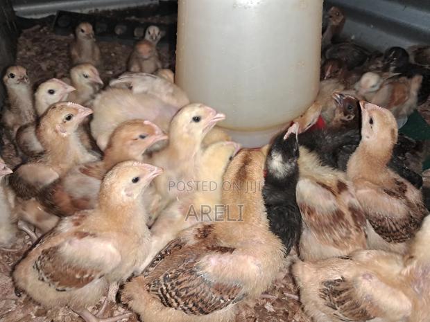 Improved Kienyeji Chicks - thumbnail 3
