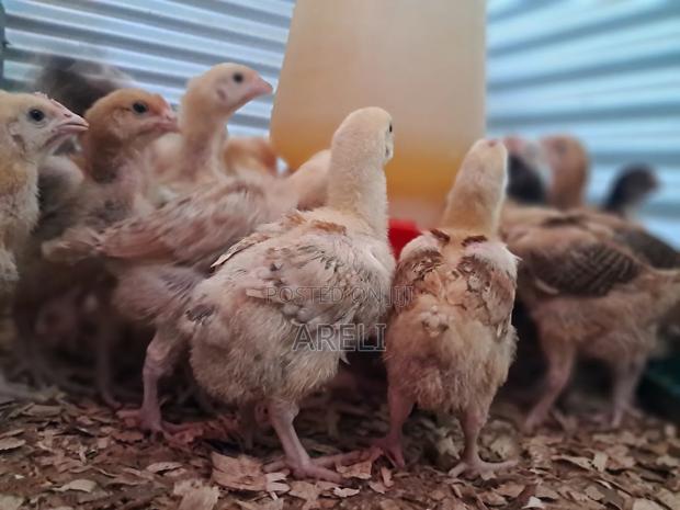 Improved Kienyeji Chicks - thumbnail 4