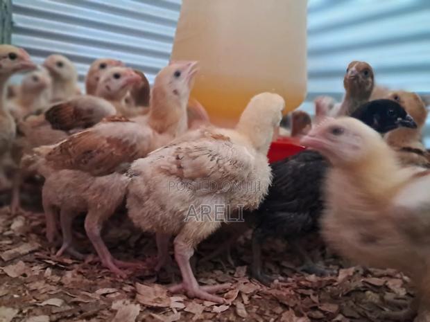 Improved Kienyeji Chicks - thumbnail 5