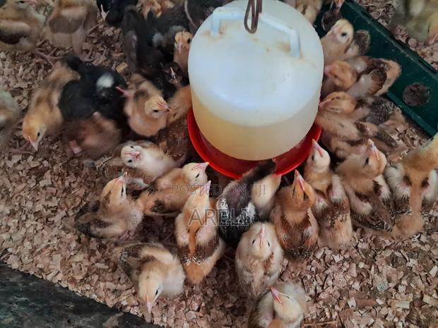 Improved Kienyeji Chicks - thumbnail 6