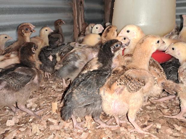 Improved Kienyeji Chicks - thumbnail 7