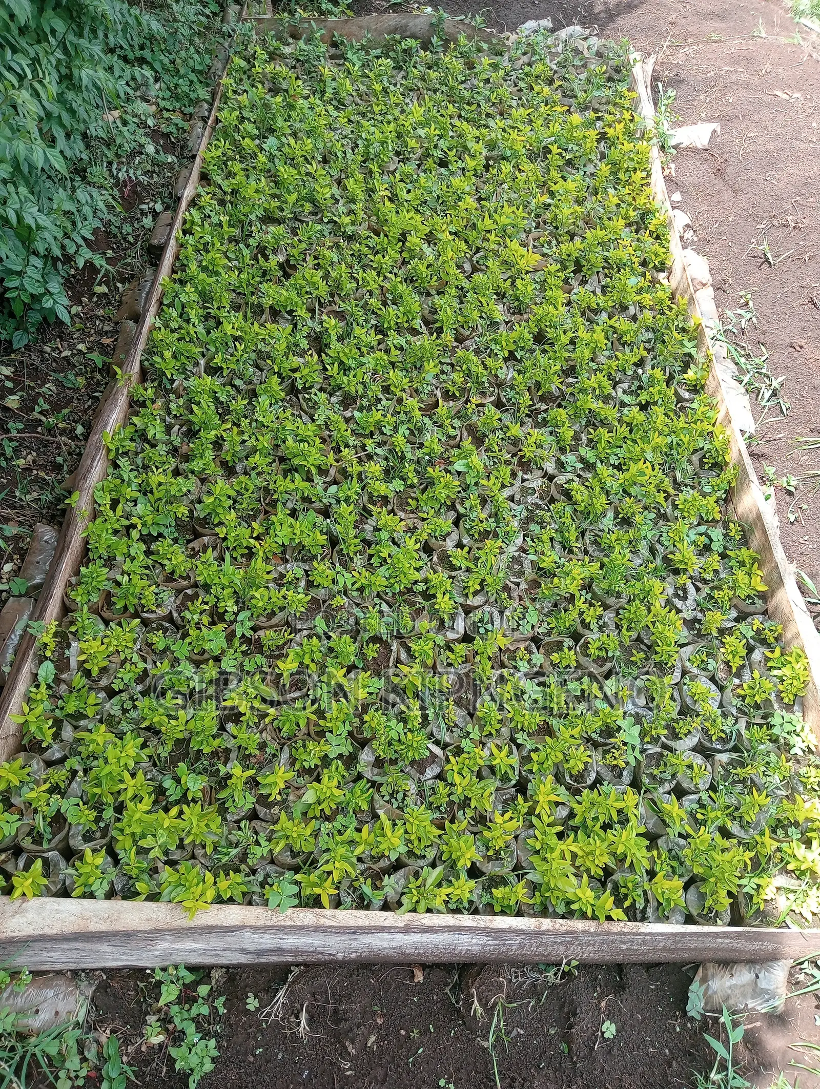 Durant's Erecta