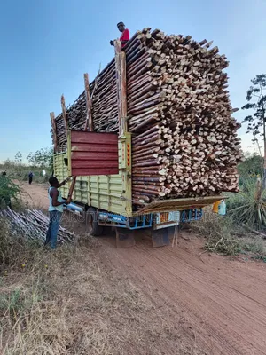 Sisal Poles Supplies Nairobi