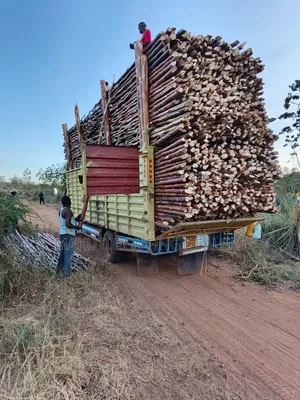 Sisal Poles Supplies Nairobi