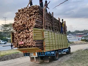 Sisal Poles Supplies Nairobi