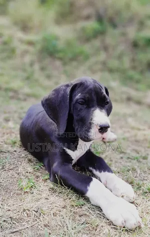 1-3 months Female Purebred Great Dane