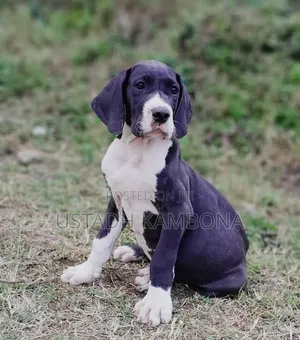 1-3 months Female Purebred Great Dane