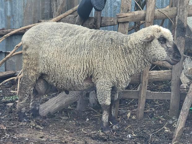 Sheep and Dairy Goats