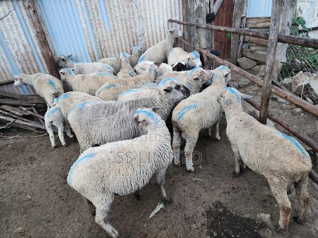 Sheep and Dairy Goats - thumbnail 2