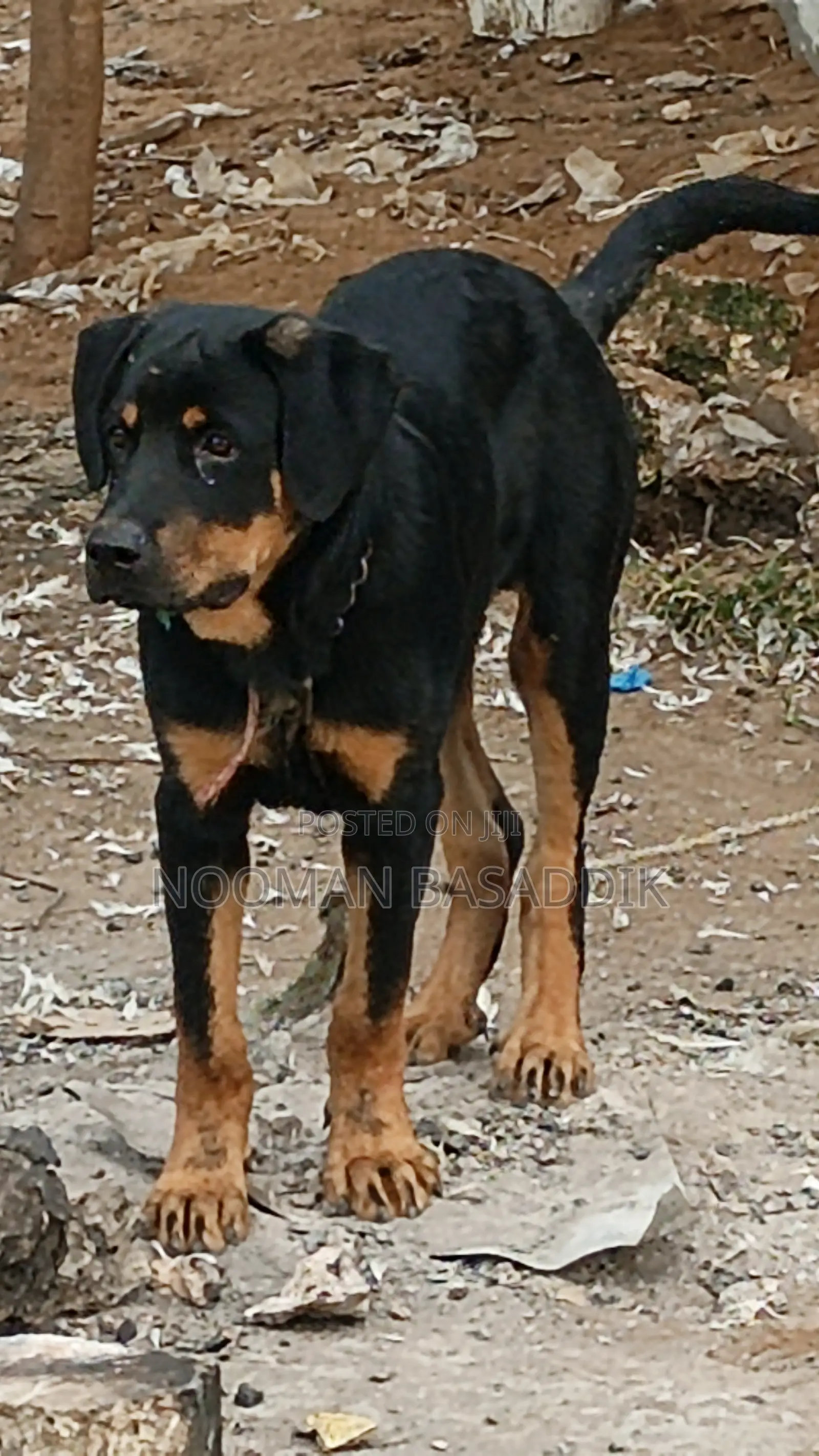 3-6 months Male Purebred Rottweiler