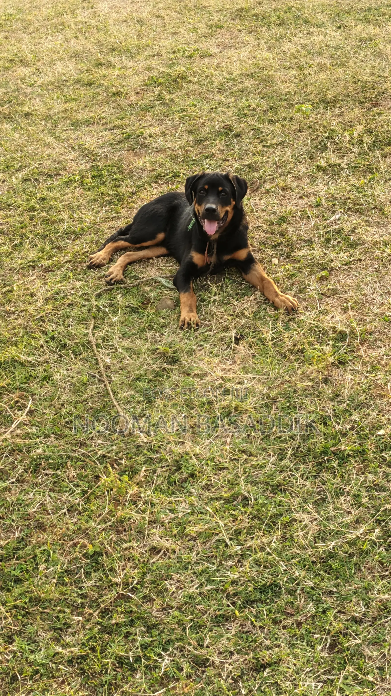 3-6 months Male Purebred Rottweiler