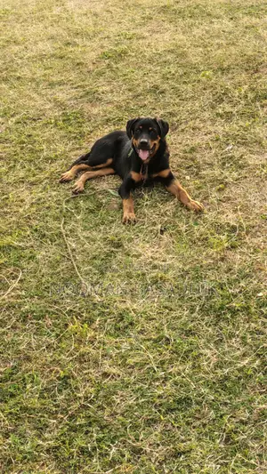 3-6 months Male Purebred Rottweiler