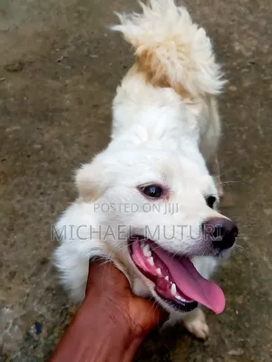 6-12 months Male Purebred Chihuahua