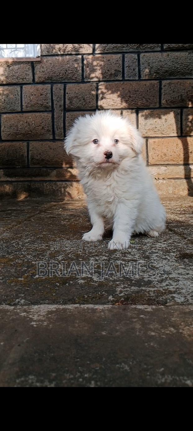 1-3 months Male Purebred Japanese Spitz - main view