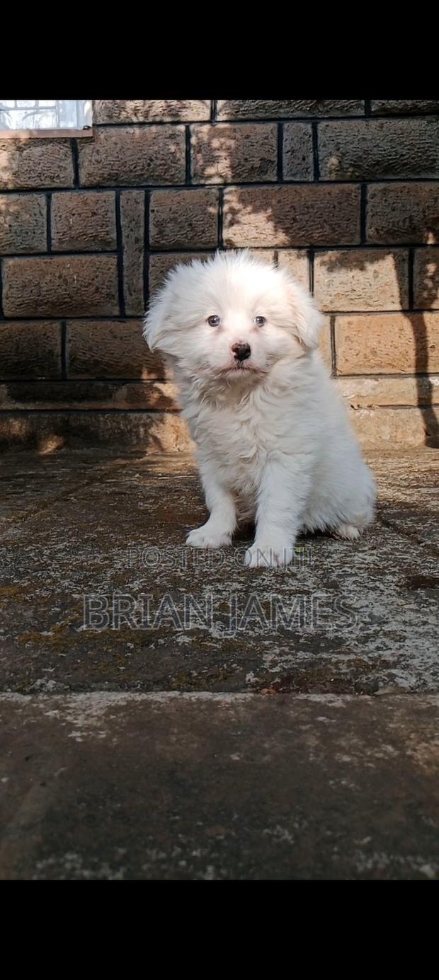 1-3 months Male Purebred Japanese Spitz - thumbnail 2