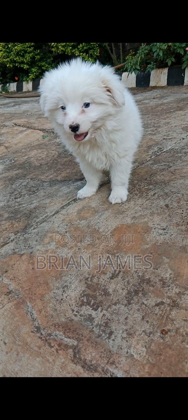 1-3 months Male Purebred Japanese Spitz - thumbnail 3