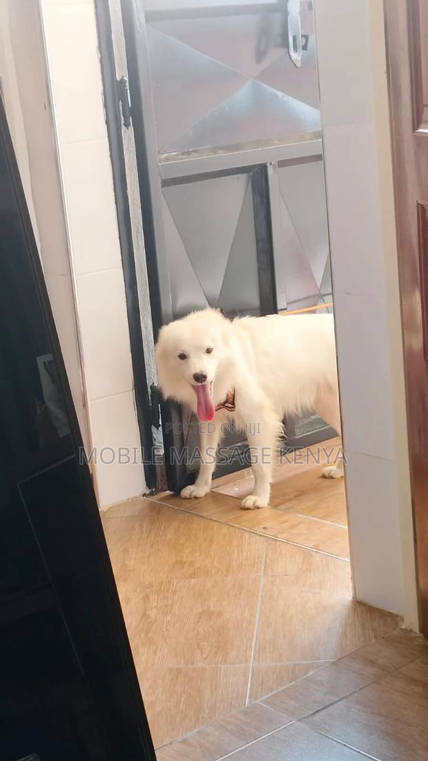 6-12 months Male Purebred Japanese Spitz