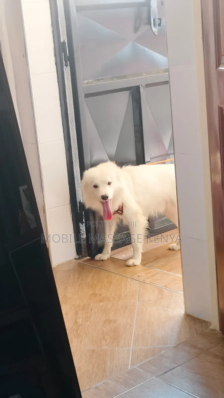 6-12 months Male Purebred Japanese Spitz