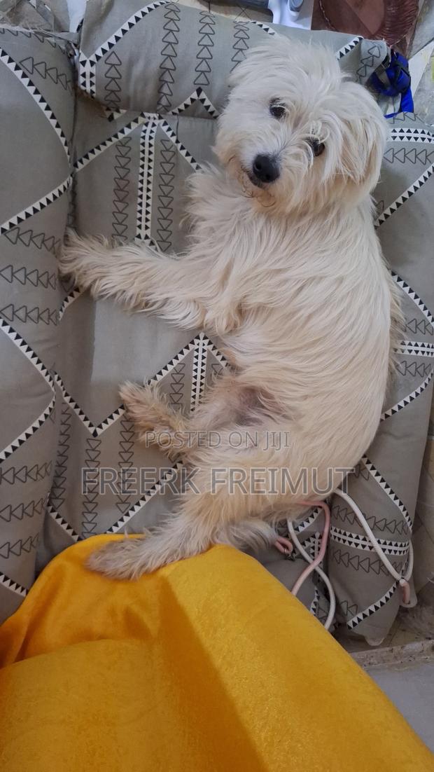 1+ year Male Purebred Havanese