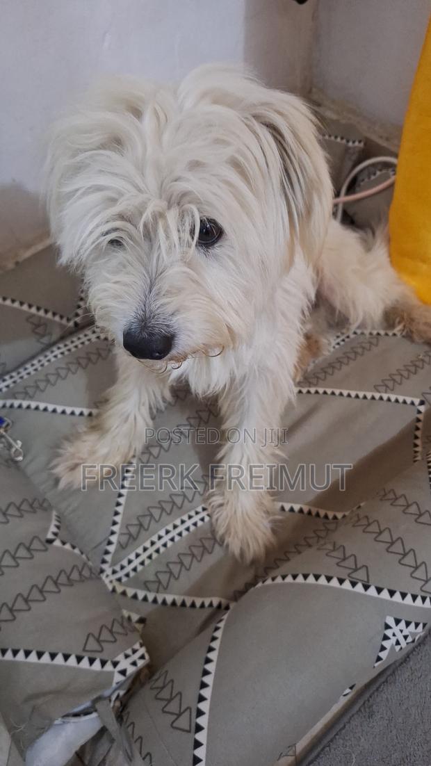 1+ year Male Purebred Havanese - thumbnail 2