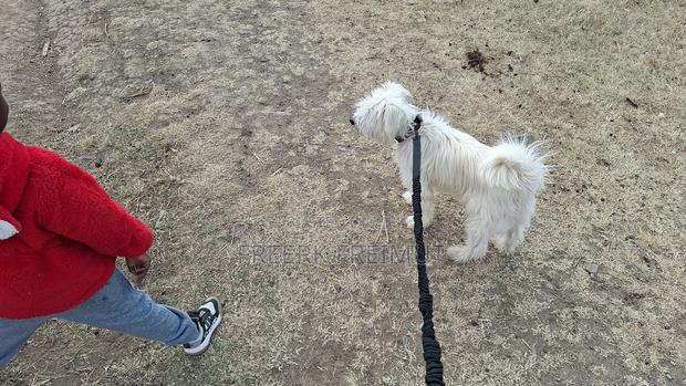 1+ year Male Purebred Havanese - thumbnail 3