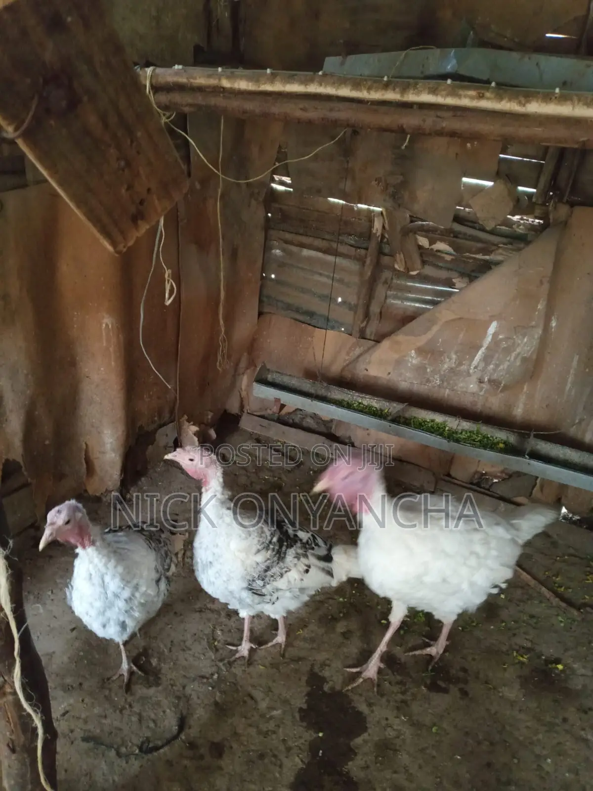 White Turkey