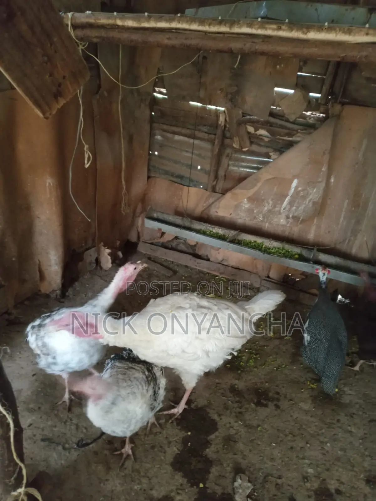 White Turkey