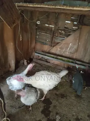 White Turkey