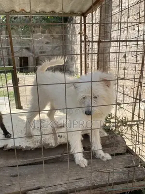 6-12 months Male Purebred Maltese