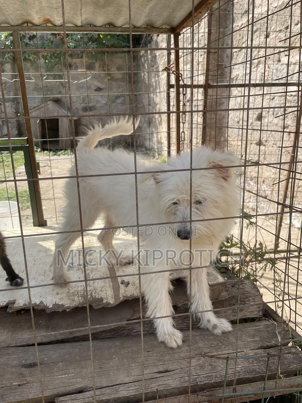 6-12 months Male Purebred Maltese