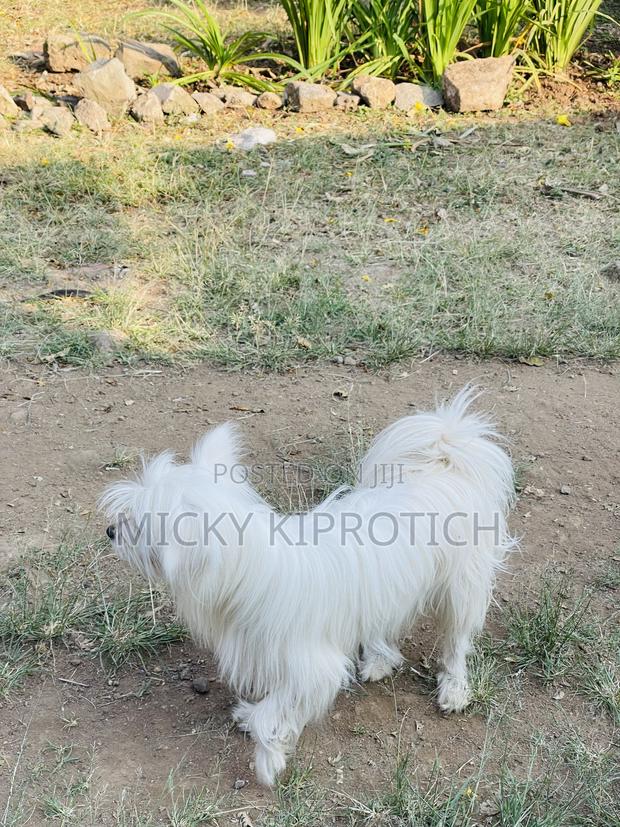 3-6 months Male Purebred Maltese - thumbnail 3