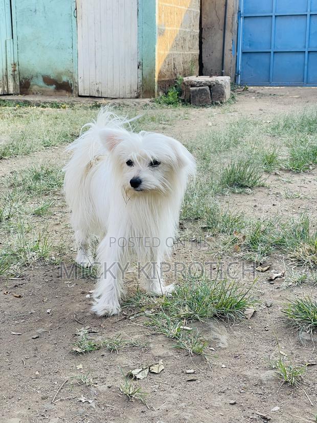 3-6 months Male Purebred Maltese - thumbnail 4