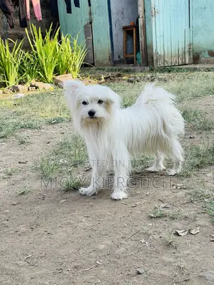3-6 months Male Purebred Maltese