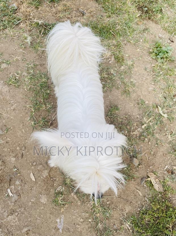 3-6 months Male Purebred Maltese - thumbnail 5