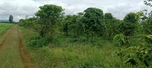 1200 Ares of Land for Lease With Coffee Farm in Nyeri County