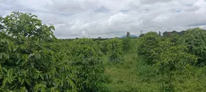1200 Ares of Land for Lease With Coffee Farm in Nyeri County