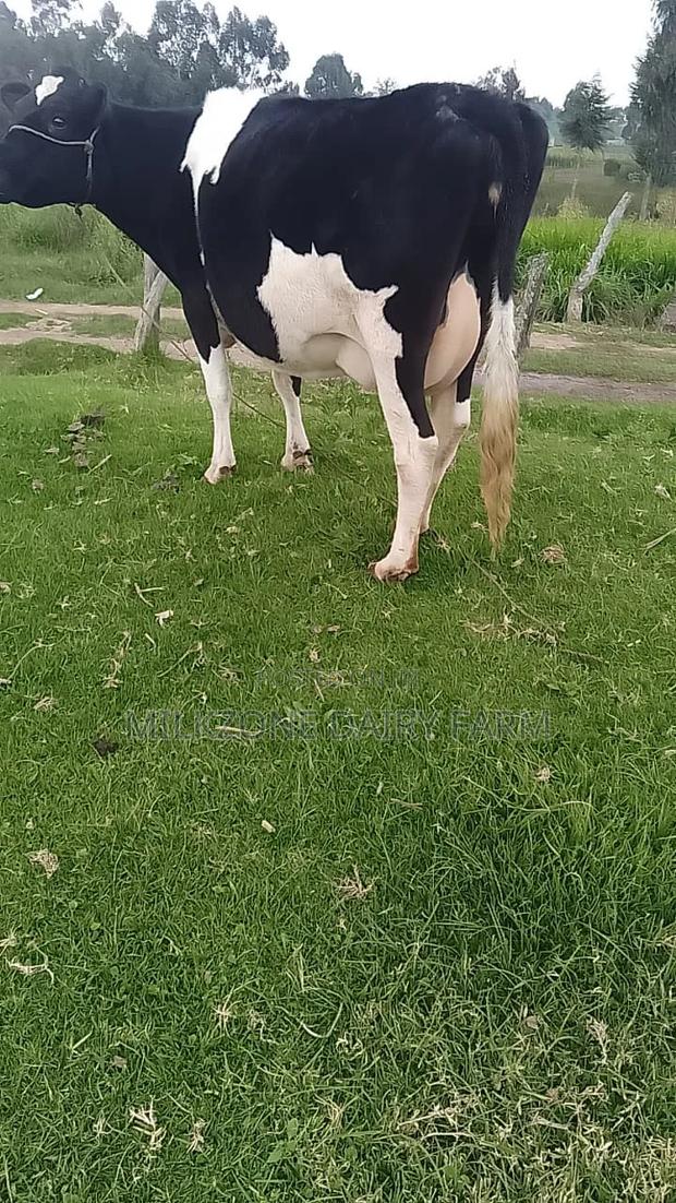 Best Cowfrisian