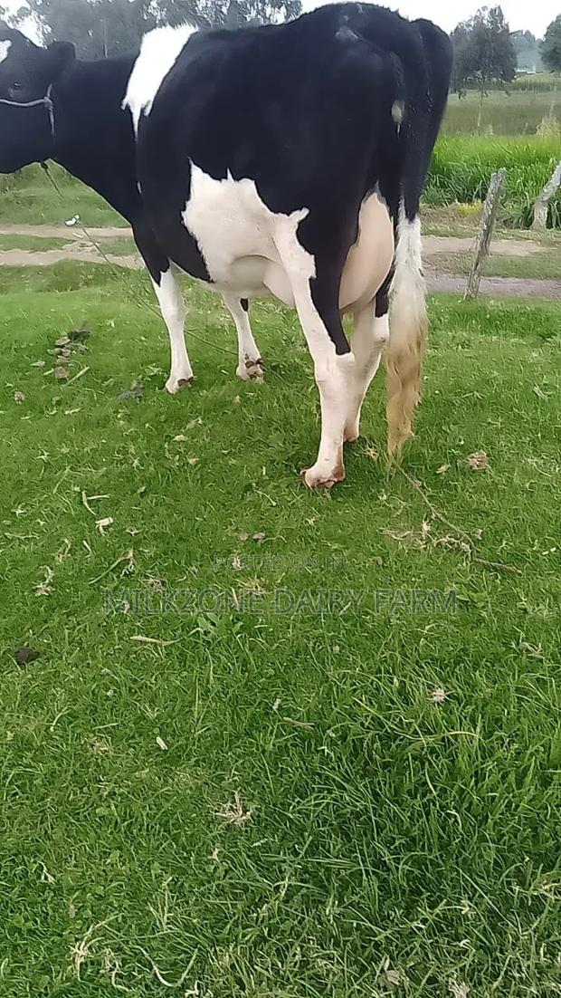 Best Cowfrisian - thumbnail 2