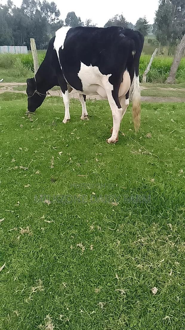Best Cowfrisian - thumbnail 3