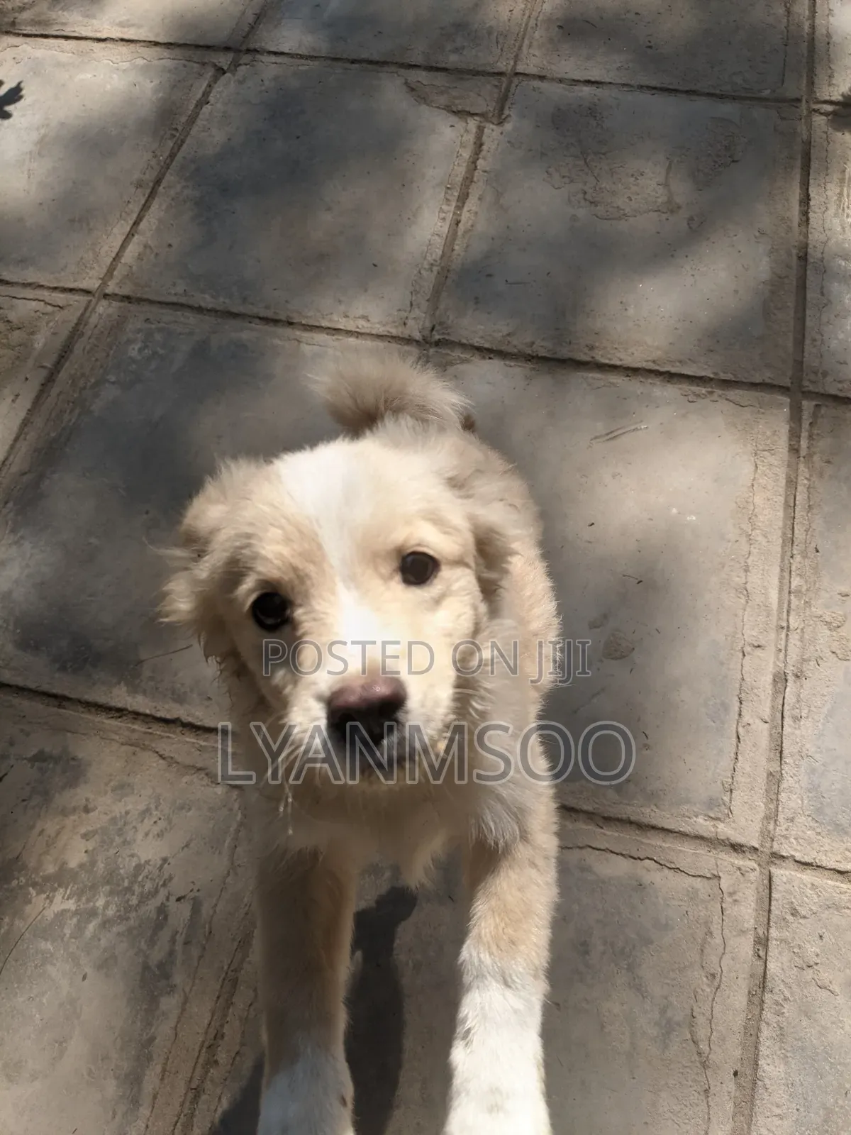 3-6 months Male Mixed Breed Poodle