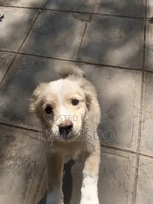 3-6 months Male Mixed Breed Poodle