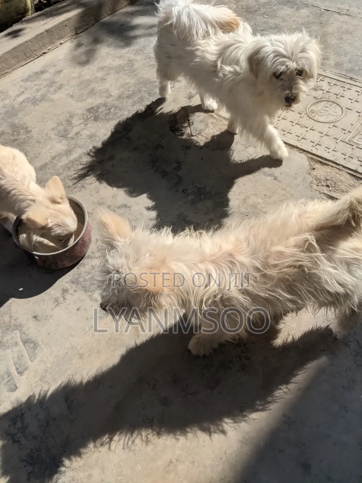 3-6 months Male Mixed Breed Poodle