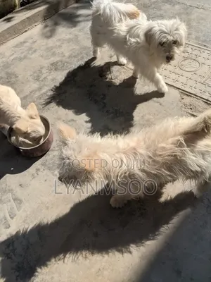 3-6 months Male Mixed Breed Poodle