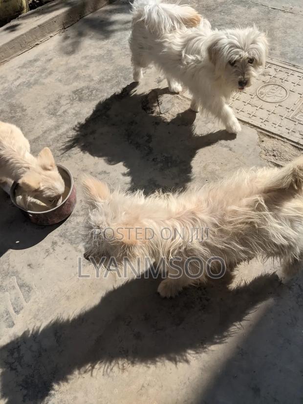 3-6 months Male Mixed Breed Poodle - thumbnail 2